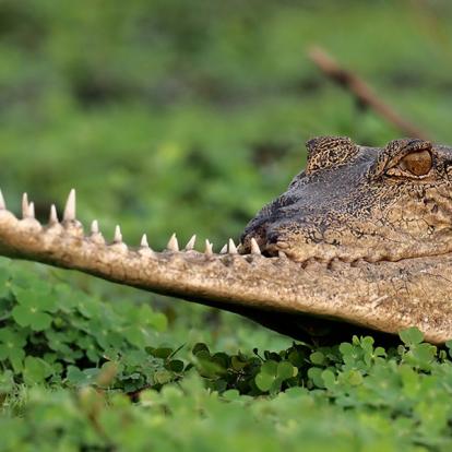 Voyage au Gabon- Agence de Voyage RV-Gabon Expeditions