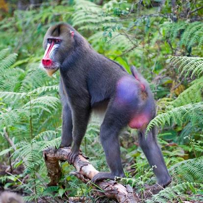 Voyage au Gabon- Agence de Voyage RV-Gabon Expeditions