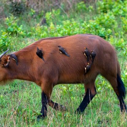 Voyage au Gabon- Agence de Voyage RV-Gabon Expeditions