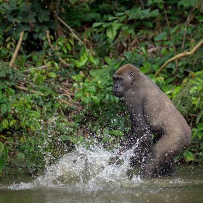 Voyage au Gabon- Agence de Voyage RV-Gabon Expeditions