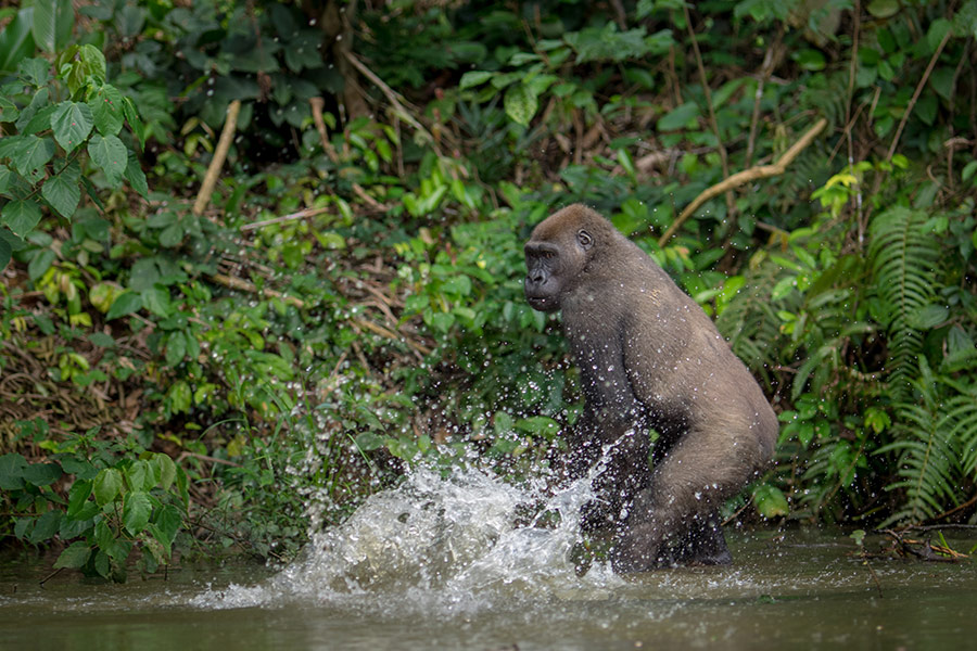 Voyage au Gabon- Agence de Voyage RV-Gabon Expeditions