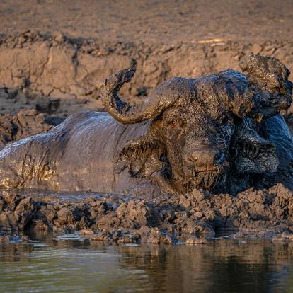 Voyage en Ouganda - Agence de Voyage Africa Adventure Vacations