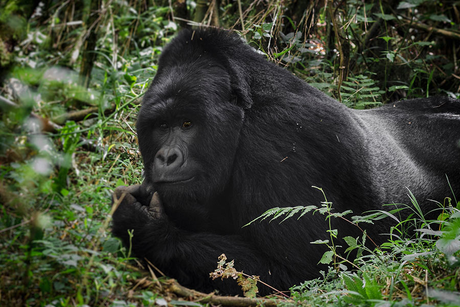 Voyage en Ouganda - Agence de Voyage Africa Adventure Vacations