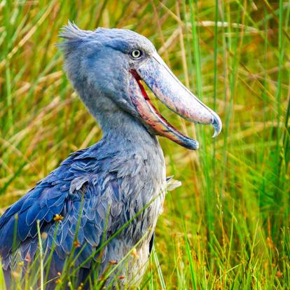 Voyage en Ouganda - Agence de Voyage Africa Adventure Vacations