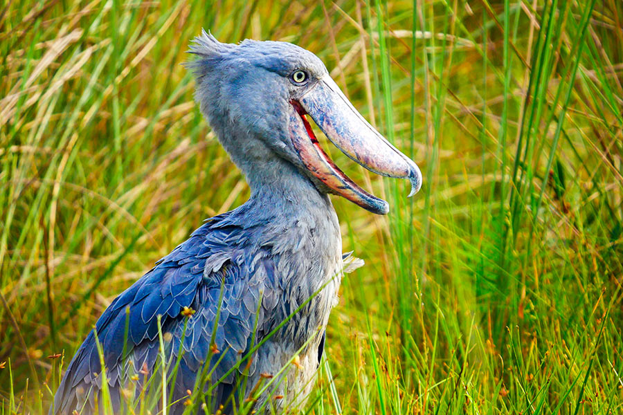 Voyage en Ouganda - Agence de Voyage Africa Adventure Vacations