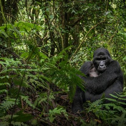 Voyage en Ouganda - Agence de Voyage Africa Adventure Vacations