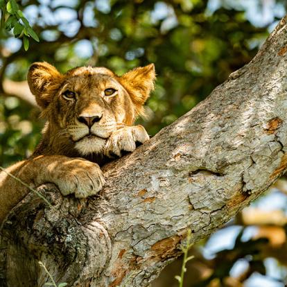 Voyage en Ouganda - Agence de Voyage Africa Adventure Vacations