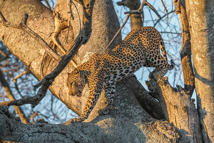 Voyage en Tanzanie - Agence de Voyage Impelisa Travel and Tours