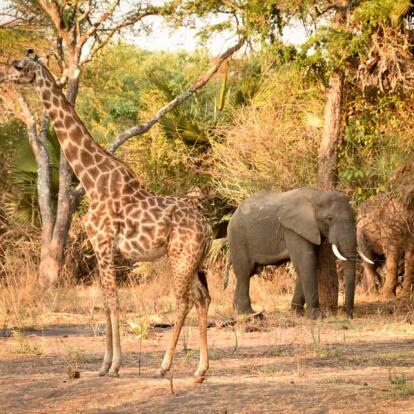 Voyage en Tanzanie - Agence de Voyage Impelisa Travel and Tours