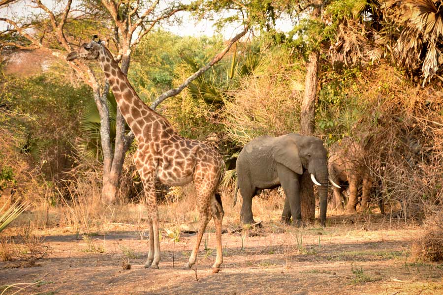 Voyage en Tanzanie - Agence de Voyage Impelisa Travel and Tours