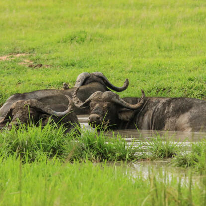Voyage en Tanzanie - Agence de Voyage Impelisa Travel and Tours
