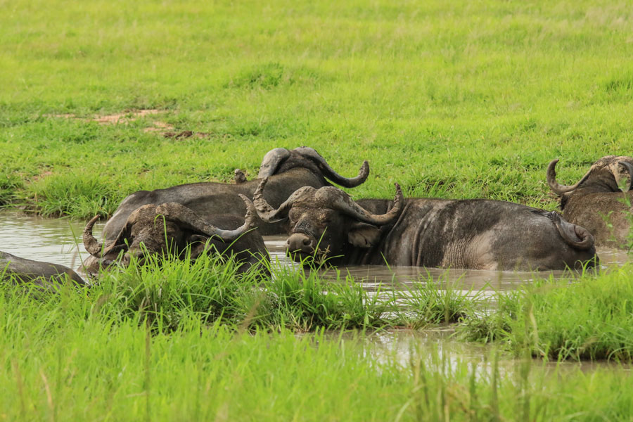 Voyage en Tanzanie - Agence de Voyage Impelisa Travel and Tours