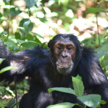 Voyage en Tanzanie - Agence de Voyage Impelisa Travel and Tours