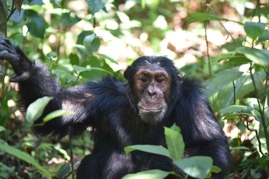 Voyage en Tanzanie - Agence de Voyage Impelisa Travel and Tours