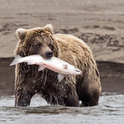 Voyage en Alaska Sur Mesure - Agence de Voyage Terra Canada & Alaska