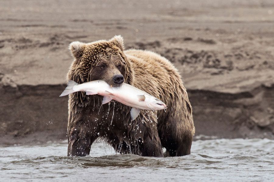 Voyage en Alaska Sur Mesure - Agence de Voyage Terra Canada & Alaska