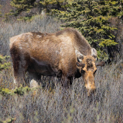 Voyage en Alaska Sur Mesure - Agence de Voyage Terra Canada & Alaska