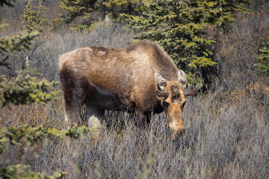 Voyage en Alaska Sur Mesure - Agence de Voyage Terra Canada & Alaska