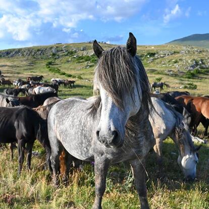Album Photo de Bosnie-Herzégovine