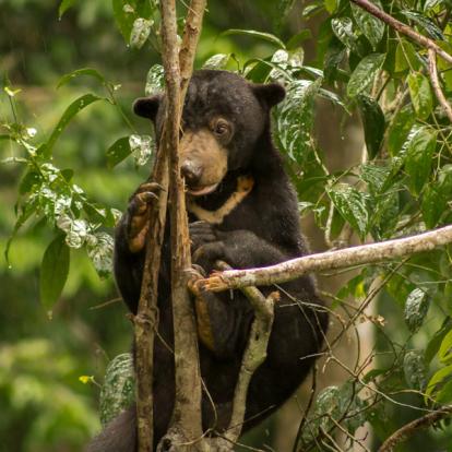 Album Photo - Malaisie/Bornéo