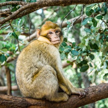 Album Photos - Maroc