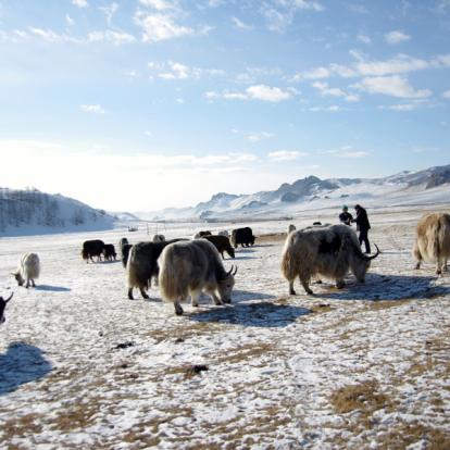 Album Photos - Mongolie