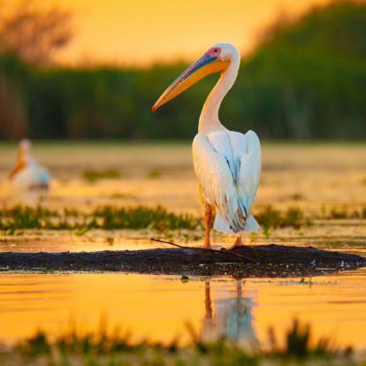 delta du Danube Album Photos - Roumanie