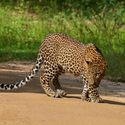 Sri Lanka - Album Photos
