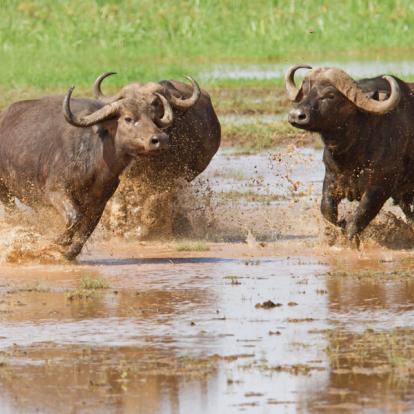 Album Photos - Tanzanie