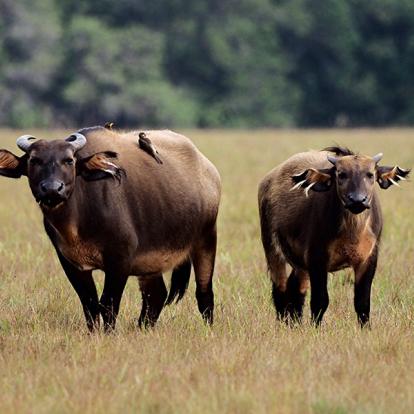 Album Photos du Gabon