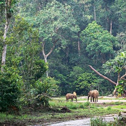 Album Photos du Gabon