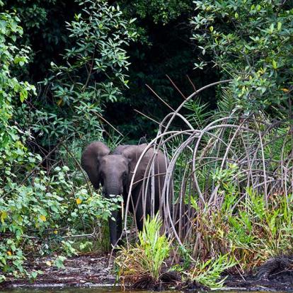 Album Photos du Gabon