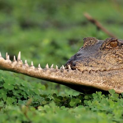 Album Photos du Gabon