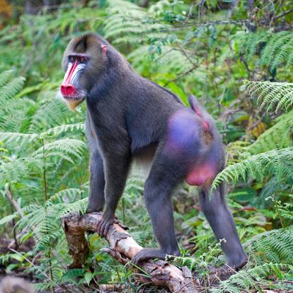 Album Photos du Gabon