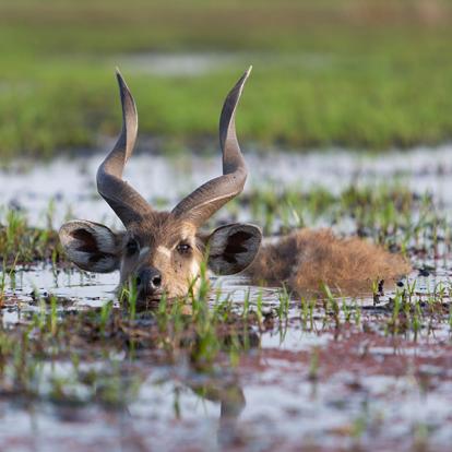 Album Photos du Gabon