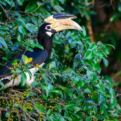 Album Photos du Gabon