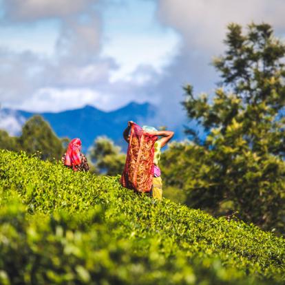 Sri Lanka - Immersion Culturelle