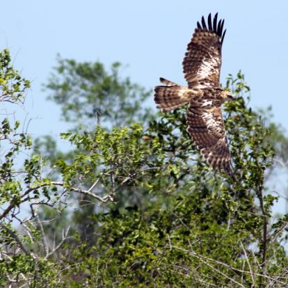 Le Sri Lanka Côté Nature - Eléphants et Orchidées