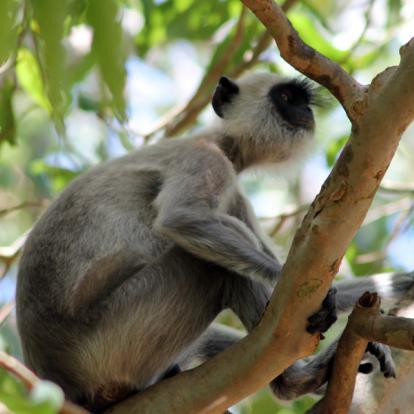 Le Sri Lanka Côté Nature - Eléphants et Orchidées