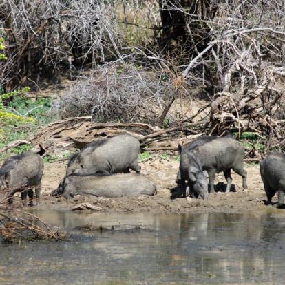 Le Sri Lanka Côté Nature - Eléphants et Orchidées