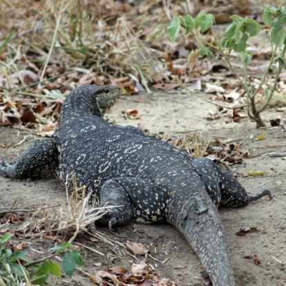Le Sri Lanka Côté Nature - Eléphants et Orchidées