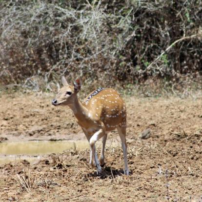 Le Sri Lanka Côté Nature - Eléphants et Orchidées
