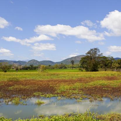 Le Sri Lanka Côté Nature - Eléphants et Orchidées