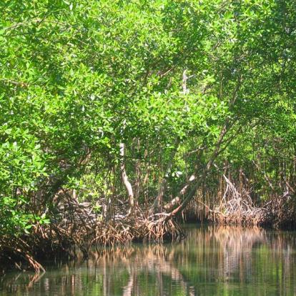 République Dominicaine - Le Parc National Los Haitises
