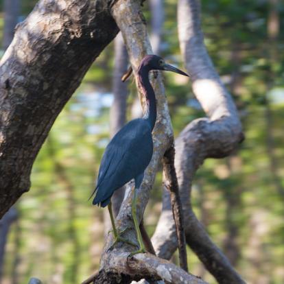 République Dominicaine - Le Parc National Los Haitises