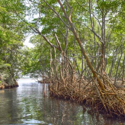 République Dominicaine - Le Parc National Los Haitises
