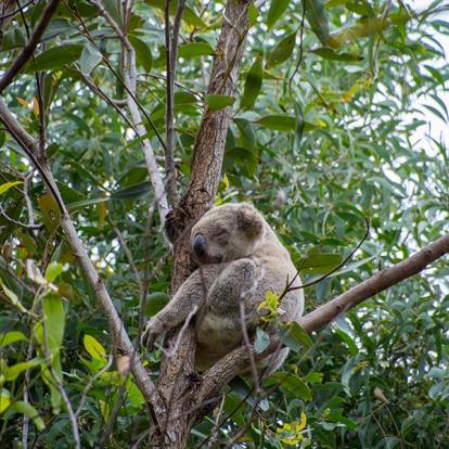 Australie - Sur les routes du Queensland du Sud en liberté