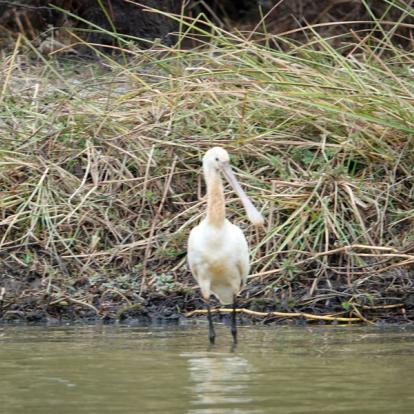 Sénégal - Saint-Louis du Sénégal, un petit bout de France en Afrique
