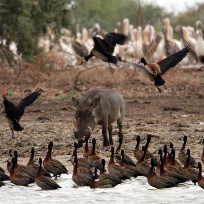 Sénégal - Saint-Louis du Sénégal, un petit bout de France en Afrique
