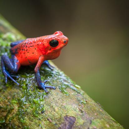 Costa Rica - Paradis de la Biodiversité